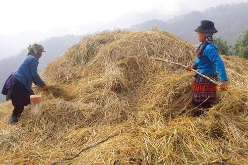 Nông dân vùng cao tích trữ rơm khô cho gia súc mùa đông