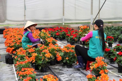 Vấn nạn xâm phạm bản quyền và điểm 'nghẽn' xuất khẩu nông sản (Bài 3)