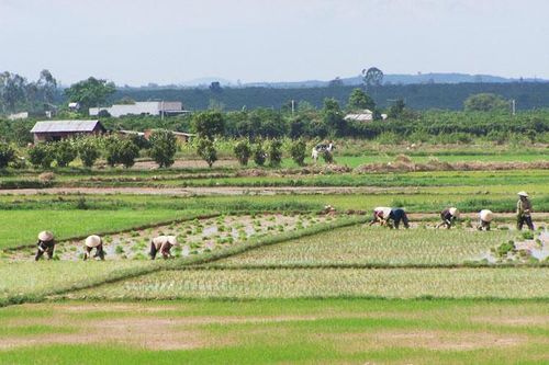 Đơn Dương: Chưa phát hiện trường hợp người đồng bào dân tộc thiểu số sang nhượng đất không đúng quy định