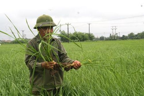 Yên Khánh: Phòng chống dịch hại cuối vụ cho lúa mùa