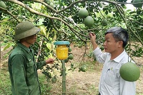 Nâng cao chất lượng quả bưởi từ sử dụng chế phẩm sinh học