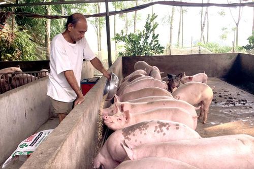 Chăn nuôi lợn sau dịch tả lợn châu Phi: Tái đàn có kiểm soát, bảo đảm an toàn sinh học