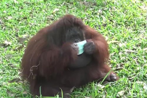 Đười ươi ở sở thú đeo khẩu trang chống khói bụi từ cháy rừng Indonesia