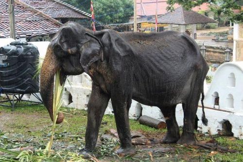 Voi gầy trơ xương nhưng vẫn phải diễu hành ở Sri Lanka đã chết