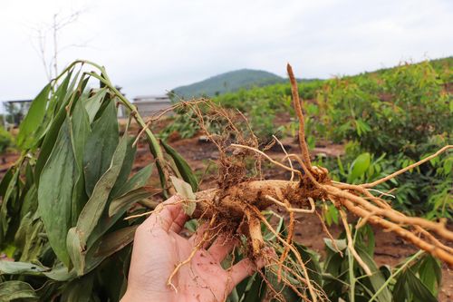 Nhổ 3.000 cây keo của dân, xã hỗ trợ 12 triệu đồng