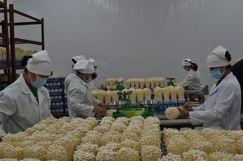 Ứng dụng công nghệ cao: Bước đột phá của nông nghiệp