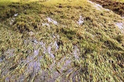 Nhiều diện tích lúa hè thu ở Phú Yên bị ngập úng do mưa lớn