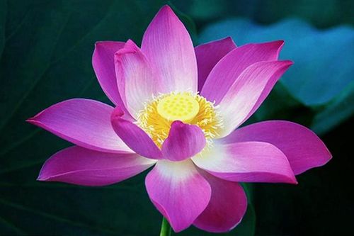 Sinh trúng ba tháng này, cả đời vàng đắp quanh thân, Thần Tài cực chiều chuộng