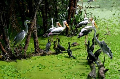 Đến An Giang trải nghiệm mùa nước nổi