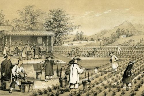 Vụ đánh cắp chè thế kỷ, hủy hoại nền kinh tế Trung Quốc - Kỳ 1