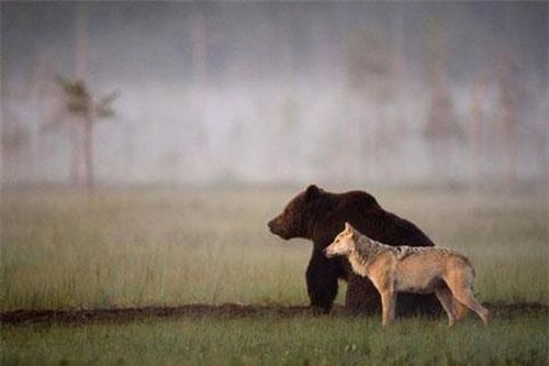 Tình bạn kỳ lạ giữa gấu nâu và sói hoang dã