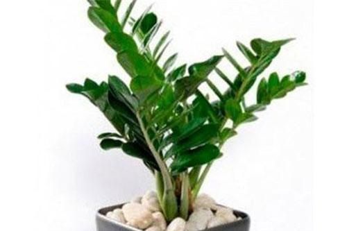Chọn cây cảnh theo mệnh để tài lộc chảy vào nhà