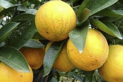 Hà Tĩnh: Nâng cấp trang thương mại điện tử