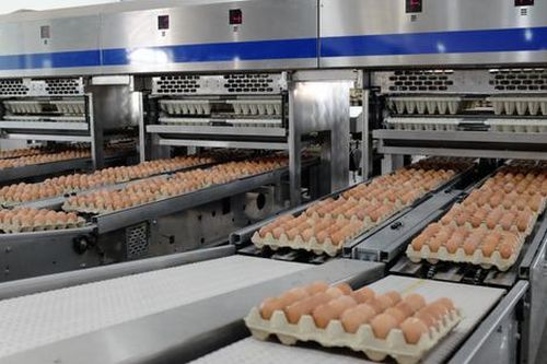 Doanh nghiệp hàng đầu ngành thép trở thành đơn vị bán trứng gà nhiều nhất miền Bắc