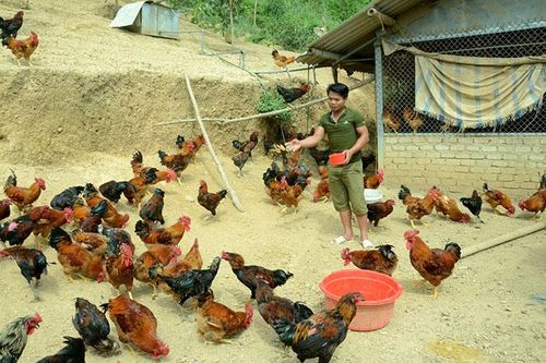 Nông dân Tà Lèng liên kết phát triển gà thả đồi