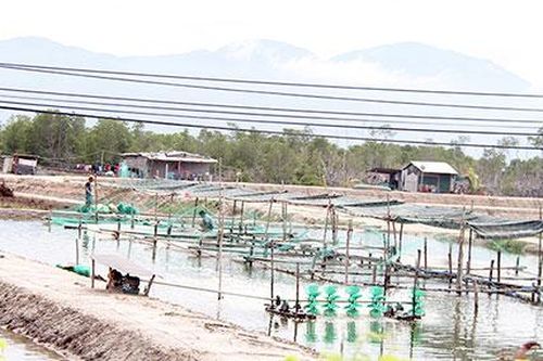 Ninh Hòa: Sản xuất giống thủy sản gặp khó