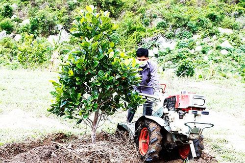 Chuyển đổi cây trồng trên đất mía