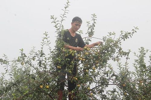 Cây sơn tra ở Chiềng Công