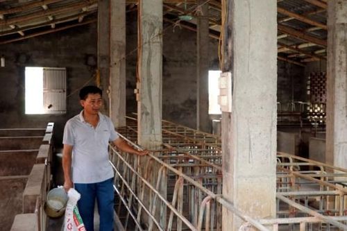 Thời điểm tái đàn: Người chăn nuôi tiến thoái lưỡng nan
