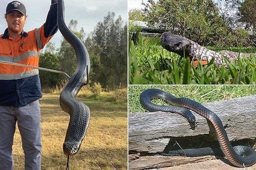 Tìm thấy rắn đen bụng đỏ béo phì trong trường bắn ở Australia