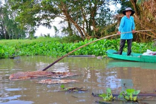 Xuất hiện xác lợn chết thả trôi sông