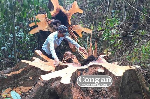 Khẩn trương kiểm tra, xử lý nghiêm vụ phá rừng tự nhiên ở Bắc Trà My