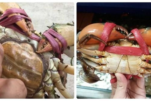 Cua gạch hay cua thịt: Loại nào đáng 'đồng tiền, bát gạo'?