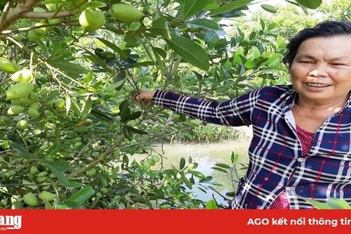 Cà na Thái… hái ra tiền!