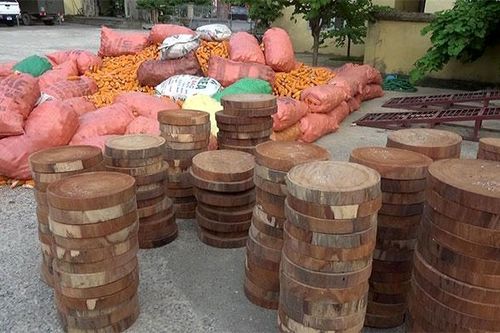 Bắt giữ 187 lóng gỗ nghiến dạng thớt