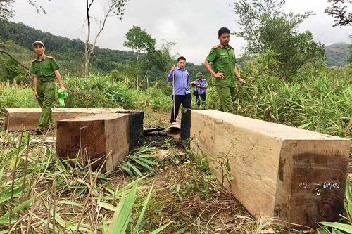 Bí thư Tỉnh ủy Gia Lai: Không nhân nhượng với cơ sở chế biến gỗ vi phạm