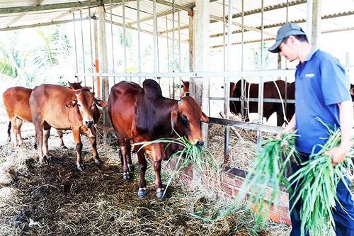 Khá lên nhờ trồng dừa, nuôi bò