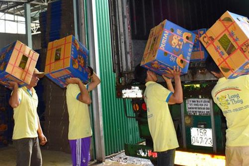 Doanh nhân 'bao sân' ngàn ha sầu riêng