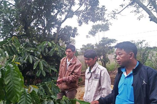 HTX Nam Ban và quyết tâm đồng trà đồng vụ