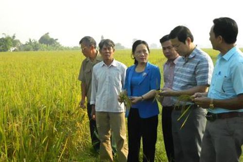 Nghiệm thu mô hình sản xuất lúa hữu cơ tại xã Yên Nhân