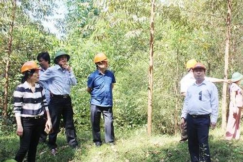 Đảng bộ Công ty lâm nghiệp Yên Lập: Lãnh đạo nâng cao hiệu quả sản xuất - kinh doanh