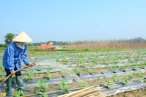Điều tiết nguồn nước tưới phục vụ sản xuất vụ đông