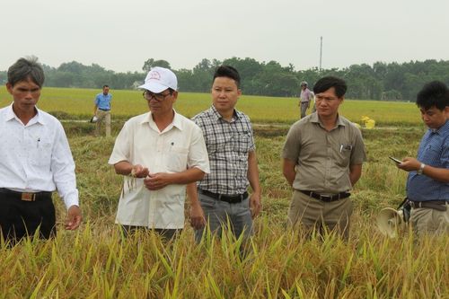 Kinh tế Nông nghiệp - Nông thôn Giới thiệu một số giống lúa mới có triển vọng tại huyện Phong Điền