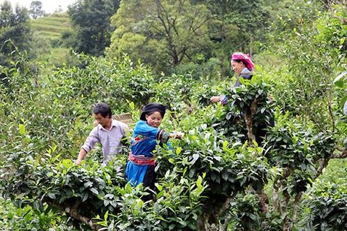 Hà Giang bảo tồn, nâng cao giá trị cây chè shan tuyết
