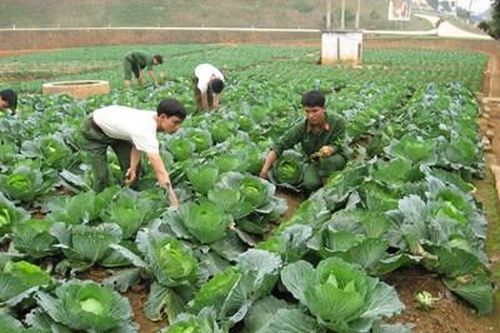 Đưa rau xanh lên đồi