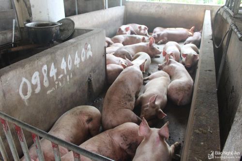 Bị phạt 5 triệu đồng vì vận chuyển 31 con lợn không rõ nguồn gốc