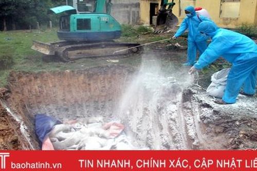 Dịch tả lợn châu Phi diễn biến phức tạp, 28.000 con lợn ở Vũ Quang bị đe dọa