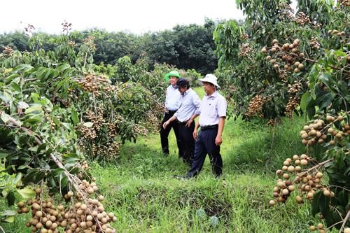 Tây Ninh chuyển đổi cơ cấu cây trồng hướng tới chất lượng, xuất khẩu