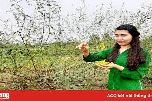 Mai vàng… mùa nước nổi!
