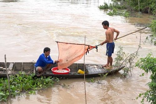 Bơi xuồng xúc cá linh