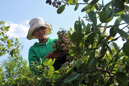 Đạ Huoai với những giải pháp giảm nhanh số hộ nghèo