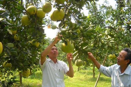 Hình thành vùng sản xuất hàng hóa