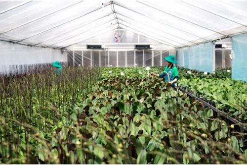 Tuyên truyền Nghị quyết số 13 về phát triển kinh tế tập thể đến gần 4,3 triệu người dân