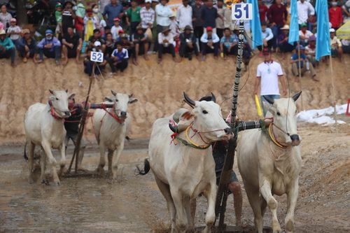 Sôi động hội đua bò Bảy Núi An Giang