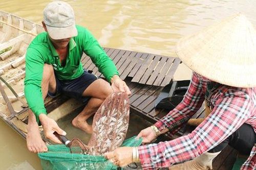 Mưu sinh mùa lũ muộn: Khó khăn khi con nước về ít