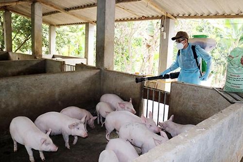 Các địa phương tích cực dập dịch tả lợn châu Phi